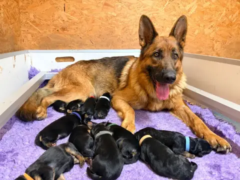 Berger Allemand  Chiot 8 Du Vent De Traverse