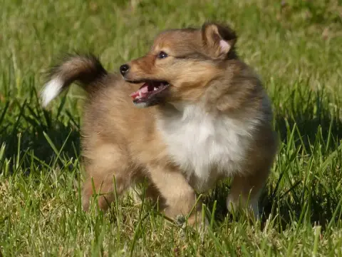 Shetland Sheepdog  Madame Bella Du Domaine De Boiscea d4ac3 photo 2