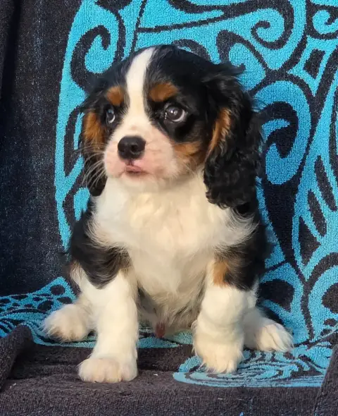 Cavalier King Charles Spaniel  Buddy De La Colline Au 880af photo 2
