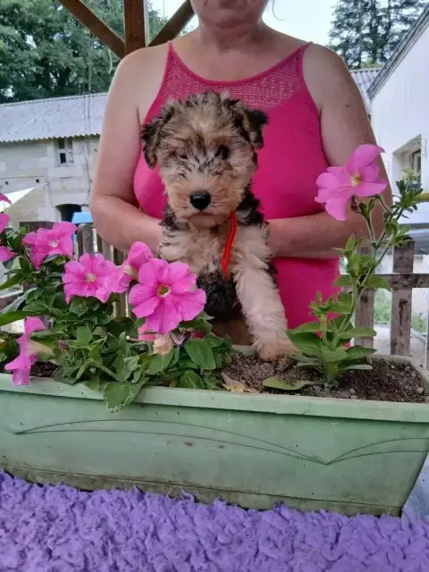 Lakeland Terrier  Balmain Des Regaires