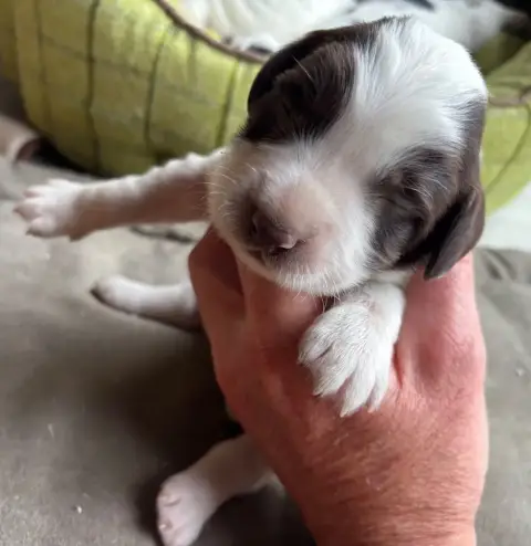 English Springer Spaniel  B....................... De 80b06