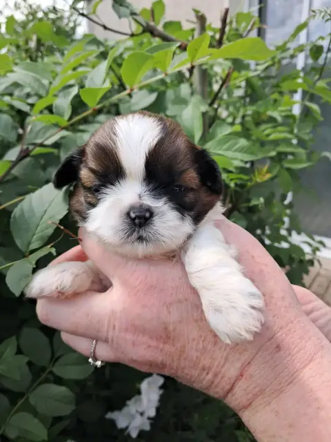 Shih Tzu  Brownie Soclemax photo 2