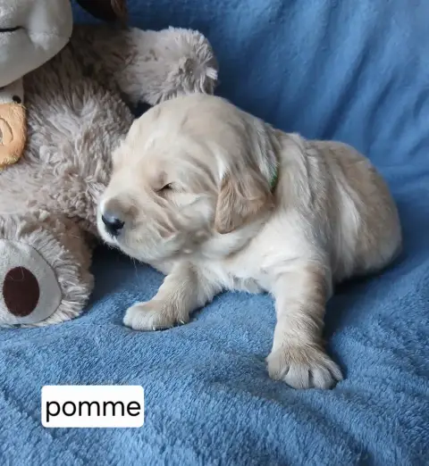 Golden Retriever  Monsieur Pomme Des Jardins D'Or Et  4b773