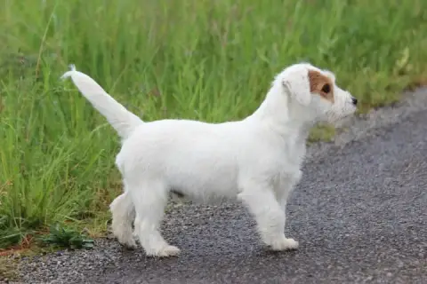 Jack Russell Terrier photo 3