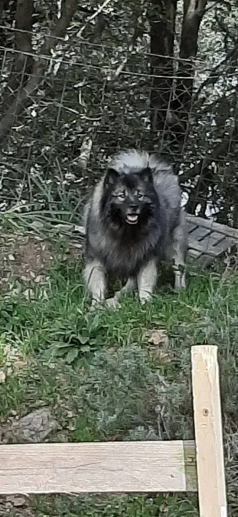 Spitz Allemand photo 3