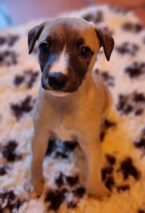 Whippet  Bibi Saint Jean Des Trois Vallees