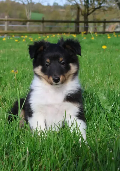 Shetland Sheepdog  Chiot N°3 Du Royaume De La Petite  c3bcb