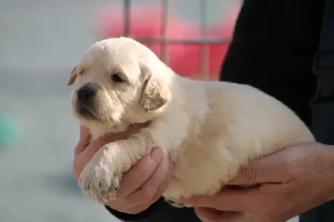 Golden Retriever  Chiot N°4 Des Romarins De Mayerling 5d1bf
