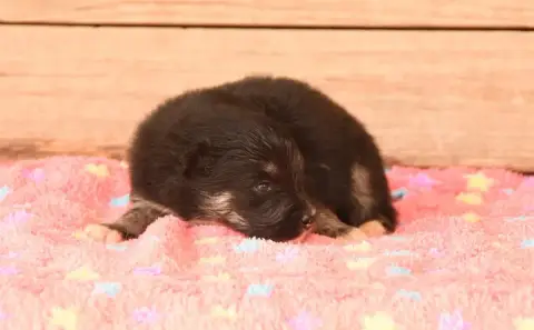 Chien Finnois De Laponie 
                        Chi 9ab14 photo 2