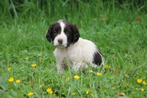 English Springer Spaniel  Chiot N°4 Brush Master
