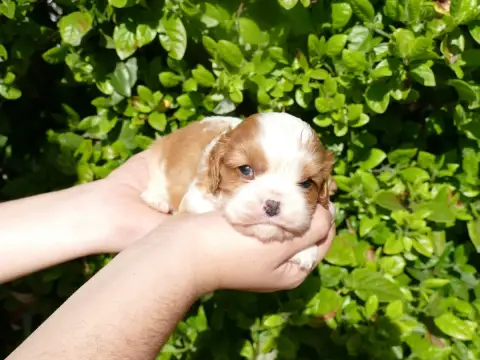 Cavalier King Charles Spaniel