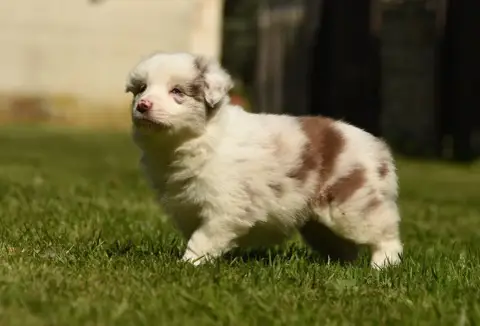 Border Collie  Chiot N°5 Des Collines De Sagne