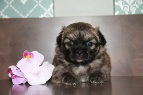 Epagneul Tibetain  Chiot N°5 Du Rêve Des Joyaux