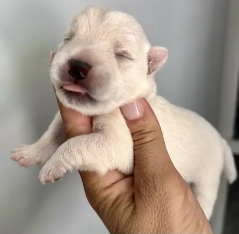 Adopter West Highland White Terrier 
                         6fbb2