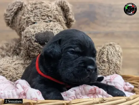 Cane Corso  Collier Rouge De La Treizieme Legion photo 2