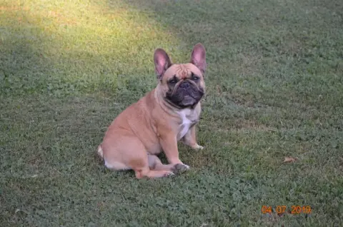 Bouledogue Français  Chiot 1 Domaine De Floyd Et Loun 2311f photo 3