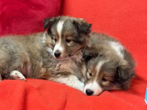 Shetland Sheepdog  Biscotte Blonde Du Cèdre Enchanté 18771