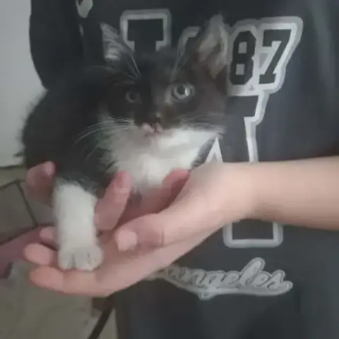 Chat Pistache À L Adoption