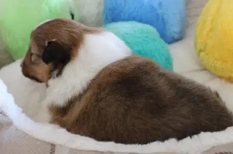 Shetland Sheepdog  Chiot N°1 Du Royaume De La Petite  e4f6f photo 2