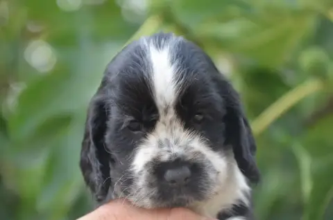 Cocker Spaniel Anglais  Chiot N°4 De La Foret Des Rev d235a photo 2