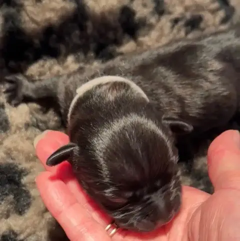 Staffordshire Bull Terrier