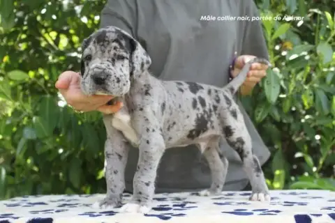 Dogue Allemand photo 3