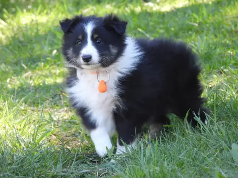 Shetland Sheepdog  Chiot N°2 Du Sapin Vert photo 3