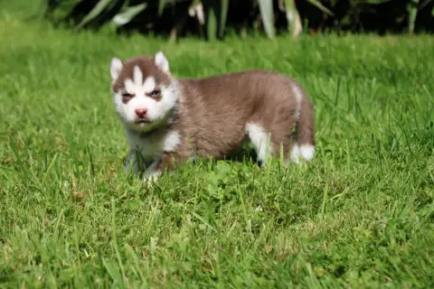 Siberian Husky  Chiot N°2 Des Legendes Du Triskel photo 2