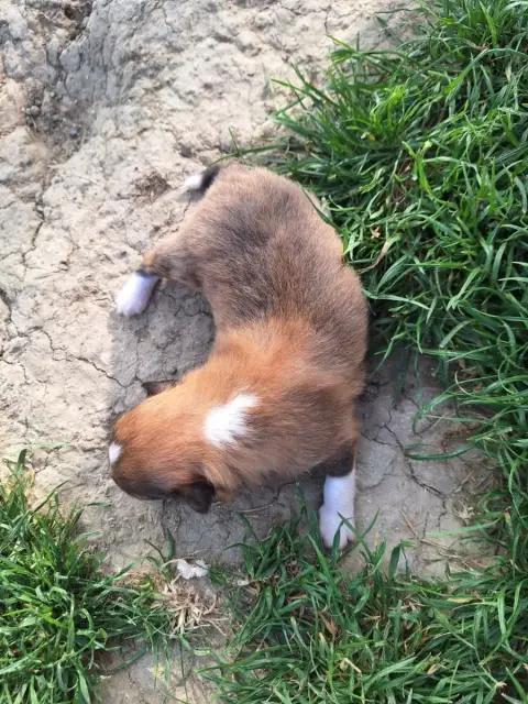 Shetland Sheepdog  Chiot 1 De La Chambrette Agenaise af655 photo 2