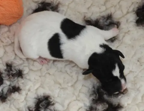 Fox Terrier Poil Lisse  Chiot