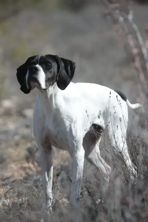 Pointer  Chiot N°8 Des Sources De Montmirail photo 2