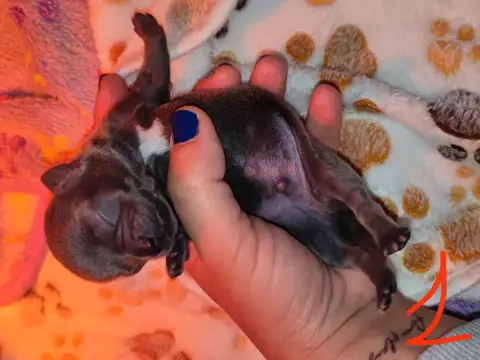 Chihuahua  Chiot 1 Du Gang Des Calinounoux