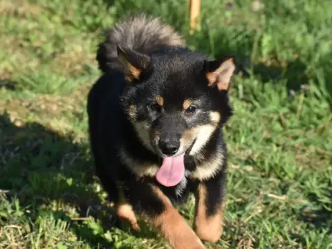 Shiba  Atsushi De La Folle Emprise photo 2