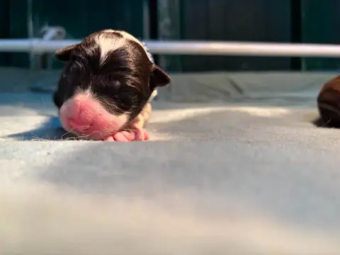 Border Collie  Collier Bleu Foncé Bro Glazik Tropell c2a94