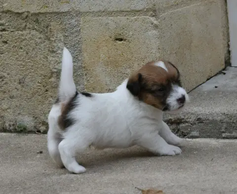 Jack Russell Terrier  Brilloso Des Gerveilles photo 2