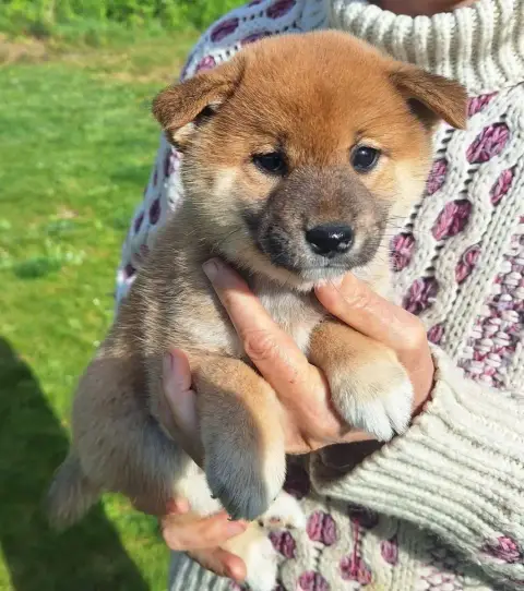 Shiba  Chiot N°7 Du Sceau-