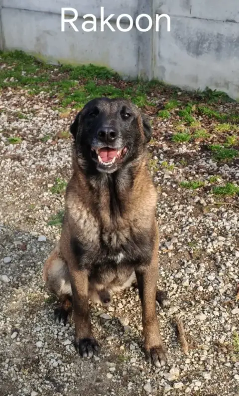 Berger Belge  Chiot 4 De La Souche Aux Elfes photo 2