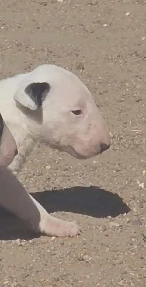 Bull Terrier  Chiot 3 By The Wall photo 2