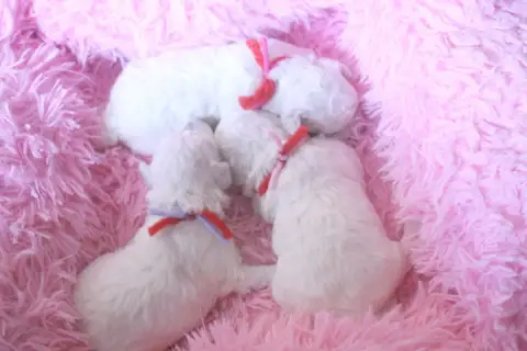Bichon Frise  Bouclette De La Felhotte
