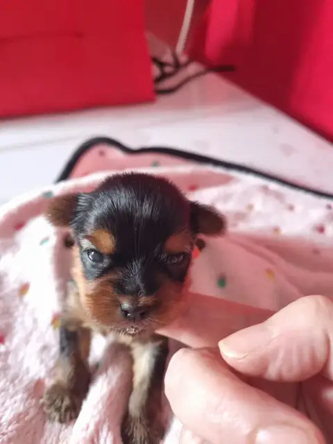 Yorkshire Terrier  Bidjy-