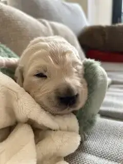 Golden Retriever  Mr Marron Vaccae