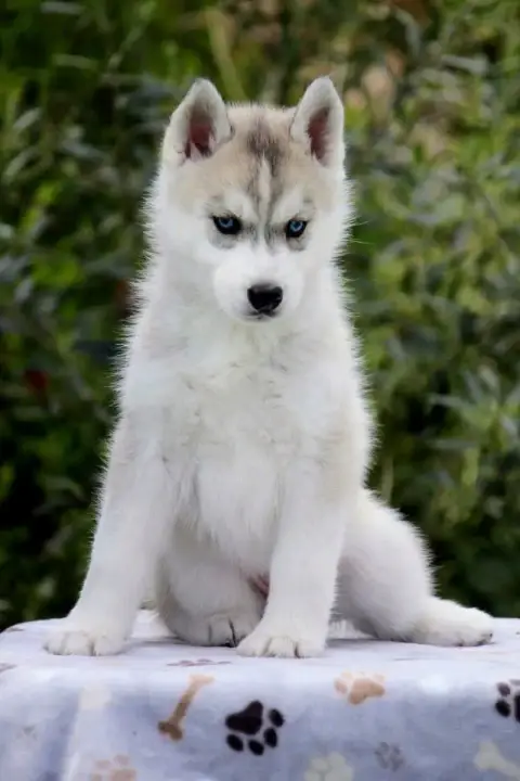 Siberian Husky photo 2