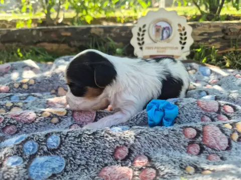 Biewer Terrier  Bleu Black Of Angels Life photo 2