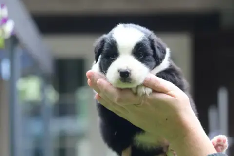 Berger Australien  Chiot N°3 De L'Orée Du Bois De La  27c59