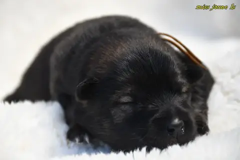 Eurasier  Chiot 2 Des Legendes De Retz photo 3