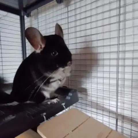 Vend Couple De Chinchilla