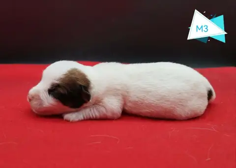 Jack Russell Terrier 
                        B... De 80957 photo 2