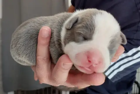 American Staffordshire Terrier  Chiot Collier Bleu De f313f