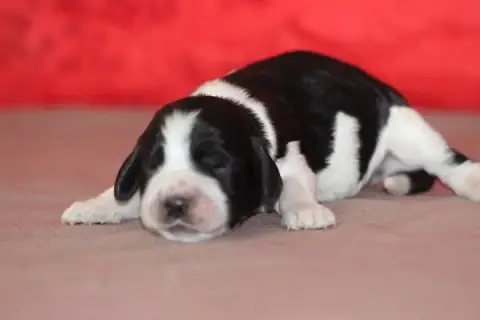 English Springer Spaniel  Femelle 1 Des Diamants Vert ef3a5