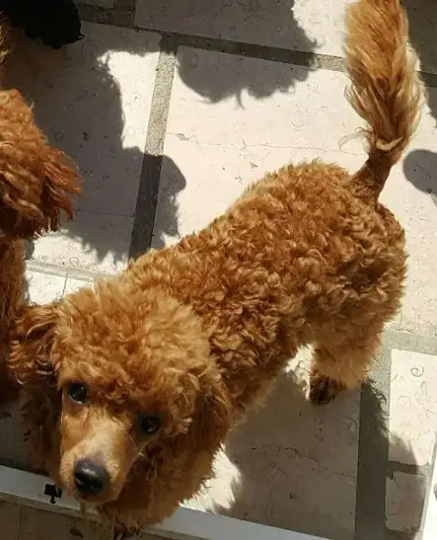 Caniche  Femelle Naine Fauve Del Rey Rakashi